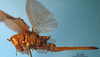 CollectionObject 1538300; 84f5d405-0c44-495e-a8cc-3f136cf53141: female, lateral view (holotype). (CollectionObject).