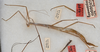CollectionObject 1582349; 632a4225-9747-4e09-b46b-93d5a6b51e39: copyright USNM, Washington. female, lateral view (paralectotype). (CollectionObject).