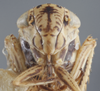 Head on Exitianus picatus (Gibson, 1919): Head/Face. (Observation).