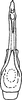 Aedeagus, ventral view on Diomma (Diomma) knighti Dworakowska, 1981: Aedeagus, ventral view. (Observation).