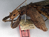 CollectionObject 1561362; NMW 256, 0730c75f-c592-44d6-938a-554fb1b8c3b4: copyright NMW, Vienna. female: head and thorax, lateral view (syntype). (CollectionObject).