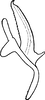 Aedeagus, lateral view on Arboridia (Arboridia) kakogawana (Matsumura, 1932): Aedeagus, lateral view. (Observation).