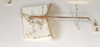 CollectionObject 1561858; 7a1f736b-dfcd-4b6c-b3a4-632a52820791: copyright OUMNH. male, lateral view (holotype). (CollectionObject).