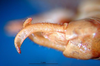 CollectionObject 1502107; 9580a7b3-c701-4c31-863c-71ebd115f384: female cerci (syntype). (CollectionObject).