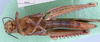 CollectionObject 1530675; eabd2fc9-d04a-4d98-b395-e72ce5615a26: female, ventral view (syntype). (CollectionObject).