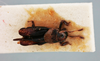 CollectionObject 1517843; 584fe5b3-5e7a-4cb1-8fec-e8d9872dc262, NHMUK015982106: Mirhipipteryx pulicaria (Saussure, 1896). male, dorsal view (lectotype). (CollectionObject).