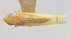 Habitus, dorsal view on Dikrella (Readionia) readionis (Lawson, 1930): (Observation).