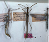 CollectionObject 1559982; 0e934b5d-4b63-463a-a030-d2cd2d1b6283: copyright MSNG. male (plt), female of synonym Aruanoidea balighena (lectotype and plt). (CollectionObject).;CollectionObject 1559983; c574512f-775d-406d-9e14-78093f9056ac: copyright MSNG. male (plt), female of synonym Aruanoidea balighena (lectotype and plt). (CollectionObject).