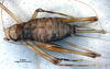 CollectionObject 1582271; 68d7d9a9-46f2-4855-9ee7-e44fcbb700b9: female, dorsal view (paratype). (CollectionObject).