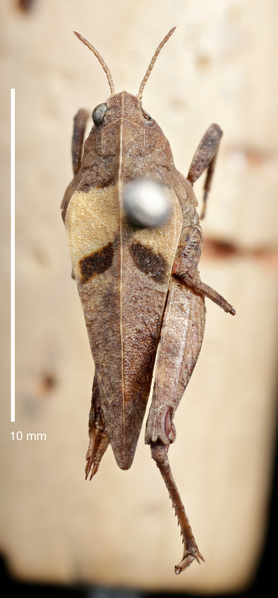 Orthoptera Species File Tetrix bipunctata (Linnaeus, 1758)