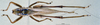 CollectionObject 1537874; b0b2bc1f-1889-4469-b7e6-0ccf6f1ee826: female, dorsal view. (CollectionObject).