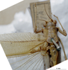 CollectionObject 1503350; MBBJ 3226099, 6eddc62e-7bcd-44c0-82fb-76e935cc3a21: male head and pronotum. (CollectionObject).