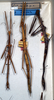 CollectionObject 1558604; 926895c9-7be4-4c68-b2ac-c48c74edc28f: copyright NMW, Vienna. female (syntypes). (CollectionObject).;CollectionObject 1558605; 8e8ce501-1cd2-4740-90e6-61494de6d88f: copyright NMW, Vienna. female (syntypes). (CollectionObject).