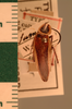 Hemithyrsocera histrio (Burmeister, 1838): Copyright UMO, Oxford. Type of synonym Pseudomops fissa, dorsal view. (Otu).