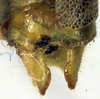 CollectionObject 1504073; cfb8482b-2e5c-4864-8b3a-2abe4da27d5d: male cerci (holotype). (CollectionObject).