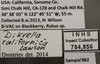 Other on Dikrella (Dikrella) californica (Lawson, 1930): Labels. Labels for the specimen used for the dorsal, lateral and face images. (Observation).