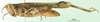 CollectionObject 1501346; dc2e97f1-201e-4bc0-8bc4-a5cc5b372398: female, lateral view (holotype of Chirista virgata). (CollectionObject).