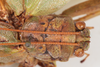 CollectionObject 1506560; 3d9601e2-7437-4942-99de-04c18612f85a: female, dorsal view (syntype). (CollectionObject).