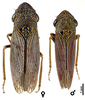 Habitus, dorsal view: U.S.A., California, San Bernardino Co., 0.2 mi S of Phelan, INHS. (Observation).