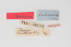 CollectionObject 1505905; c0b53767-6a50-421d-b906-e933c03344de: female, labels (syntype). (CollectionObject).
