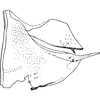 Pygofer, lateral view on Ahmedra distincta Dworakowska & Viraktamath, 1979: Pygofer (A. distincta Dwor. & Virakt.). (Observation).