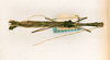 CollectionObject 1563622; ee73d803-2d79-4149-9563-df1676812344: copyright ANSP. male (paratype). (CollectionObject).