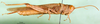 CollectionObject 1502153; b2009307-bb08-4891-93c3-1510fcd7fb17: male, lateral view (paralectotype). (CollectionObject).