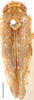 Habitus, dorsal view on Allophleps Bergroth, 1920: Eutettix elongatus, dorsal habitus (BMNH; labeled as Allophleps). (Observation).