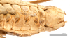 CollectionObject 1475331; 4e452ff7-0fc1-4572-afe6-f526fc4c793b: male abdomen, ventral view (holotype of Deracanthina mistshenkoi Bazyluk, 1972). (CollectionObject).