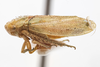 Habitus, lateral view on Momoria rufoscutellata (Baker, 1900): (Observation).
