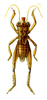 Conoblemmus saussurei Adelung, 1910: Pl. 15, Fig. 9. male, dorsal view (body length 17 mm, pronotum 3.3 mm, tegmen 3.0 mm, hind femur 11.0 mm). (Otu).
