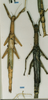 CollectionObject 1557046; 527a836b-3347-4dd4-93d7-e5026b91be2e: copyright CUMZ, Cambridge. female Anchiale stolli (syntype). (CollectionObject).