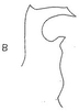 Stylus: !! display not done !! on Atanus angustus Linnavuori, 1959: Stylus. (Observation).