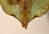 copyright UMO. male Phyllium bioculatum end of abdomen, ventral view (holotype). Depicts CollectionObject 1561239; 64124329-7811-4df4-829c-f138766ad5c3, a CollectionObject.