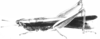 Oxybleptella sagitta Giglio-Tos, 1894: Plate 1D. female, habitus. (Otu).