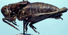 male (holotype). Depicts CollectionObject 1522391; 398ffade-ef7e-4442-958e-667861923998, a CollectionObject.