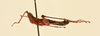 CollectionObject 2076641; NHMUK016032632, 00bbd2c1-5275-45df-abac-e4981427b1f9: male, lateral view (paratype). (CollectionObject).