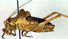 male, lateral view (paratype of Ephippiger vicheti). Depicts CollectionObject 1502002; fec376f6-37b4-45a3-a89f-5bc9f1946f2e, a CollectionObject.