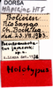 CollectionObject 1507038; 30bc2ab3-2a2b-4ea5-abf2-7a6b6a86abfa: labels (holotype). (CollectionObject).