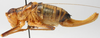 CollectionObject 1520630; e22a8af9-6900-49fa-8560-bbad54c6dc9e: female, lateral view (paratype of Poecilimon caspicus). (CollectionObject).