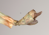 Marmessoidea rosea (Fabricius, 1793): copyright Natural History Museum, London. male: end of abdomen, lateral view of synonym Platycrana rafflesii (holotype). (Otu).