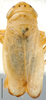 Habitus, dorsal view: !! display not done !! on Graphocraerus Thomson, 1869: Graphocraerus ventralis, dorsal habitus (NMNH). (Observation).