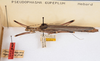 CollectionObject 1573550; 24d12513-825f-435b-b417-32d698d370b5: copyright ANSP. female of synonym Pseudophasma eupeplum (paratype). (CollectionObject).