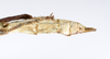 CollectionObject 1590156; 699aa1cd-42d0-458b-9b6f-03bfe16681b0: copyright Oskar Conle. female: end of abdomen, lateral view (paratype). (CollectionObject).;CollectionObject 1590157; 3fd27e98-576d-4f90-8350-dafc688c13bc: copyright Oskar Conle. female: end of abdomen, lateral view (paratype). (CollectionObject).
