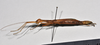 CollectionObject 1559854; NTUC 742, others barcoded, 616422ea-83f3-438c-83a2-d178842e7333: copyright NTUC. female, lateral view (syntype). (CollectionObject).