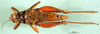 CollectionObject 1502636; 0f8c6cf0-b159-4411-b2c0-f58b502aa440: female, ventral view (syntype). (CollectionObject).