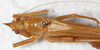 CollectionObject 1576551; 58b2ad51-08f4-4b40-b351-d67ec76056cd: (CollectionObject).