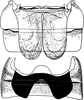 Abdomen, sternal apodemes, ventral view: Abdomen, sternal apodemes, ventral view. (Observation).