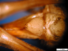 CollectionObject 1530779; 946e1225-15b6-4f14-ad05-3df322d11c4a: female, subgenital plate. (CollectionObject).