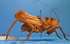 CollectionObject 1538361; 5c7f75e6-9cbb-4b8e-8309-e884efd07548: male, lateral view. (CollectionObject).